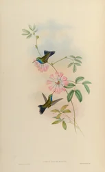 Circe doubledayi = Cynanthus latirostris doubledayi